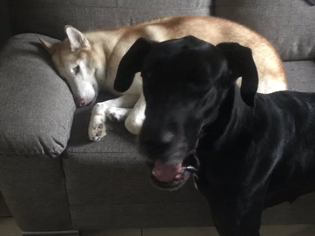 14Ndr0's tweet photo. Los perros saben lo que es una fotografía? #Dogfie #dogspotting #husky #greatdane https://t.co/THksz4X6te