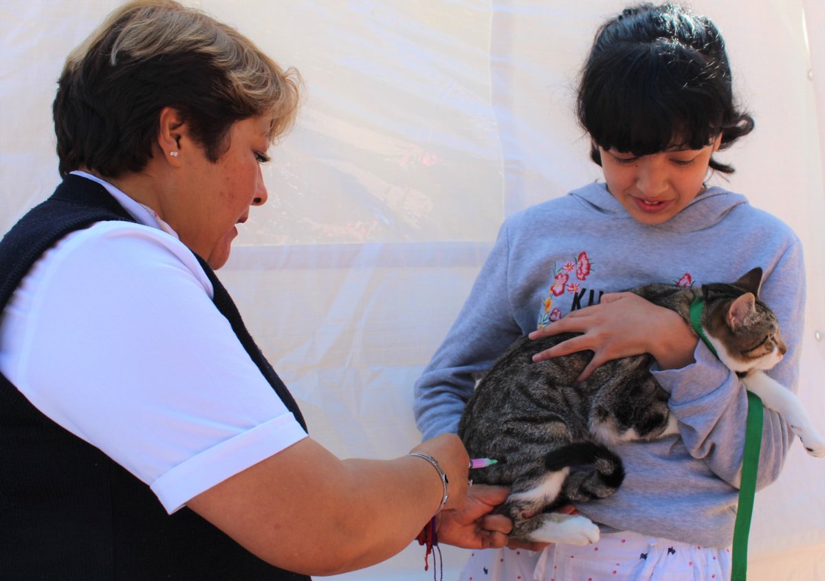 edomexinforma_'s tweet photo. La Secretaría de @SaludEdomex exhorta al cuidado responsable de mascotas en el #Edoméx. Aquí los detalles 👉 https://t.co/UsmHbz22KZ https://t.co/mRKtezhqPo