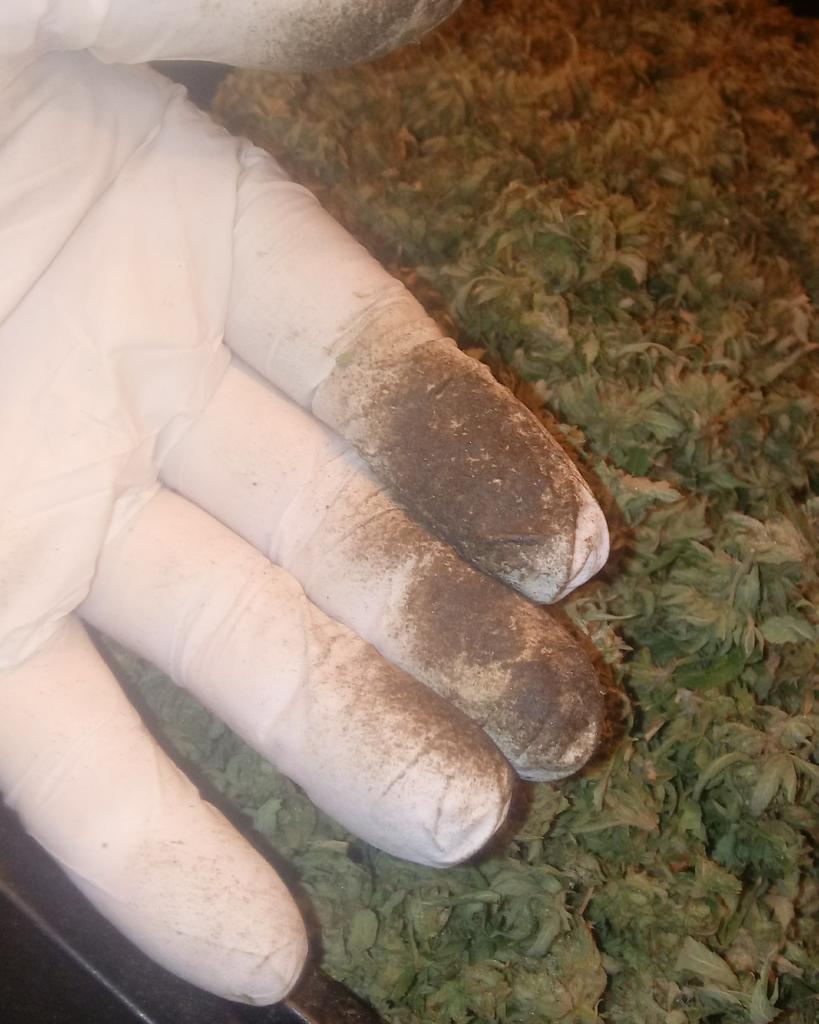 BudTender10's tweet photo. Collecting some #fingerhash #hash #hashish #bubblehash
https://t.co/AZP0QfcIP1 https://t.co/AerBPfR1SS