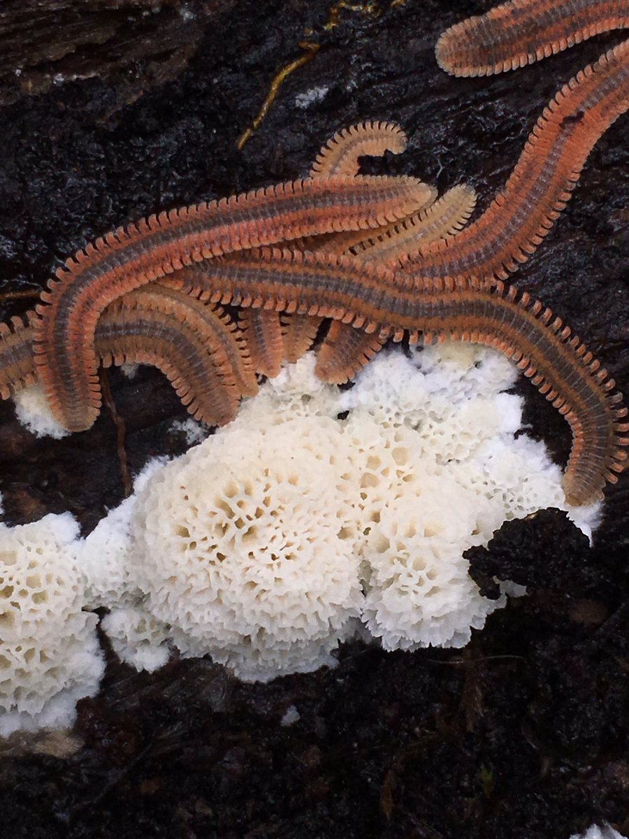 I never thought I’d be so fascinated by stuff living on downed logs! I found piles of flat millipedes eating a few different fungus species under the bark of a madrone tree. #protectpubliclands #MtTam #onetam