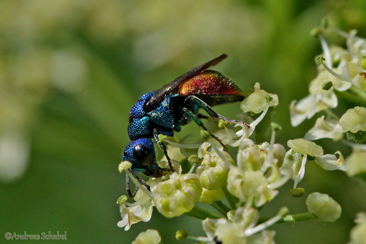 Andreas__2025's tweet image. Another of my favourite Pictures of 2019 ...
a beautiful Gold wasp 

#macro #nature #wildlife #photography #ourworldisworthsaving #pollinators