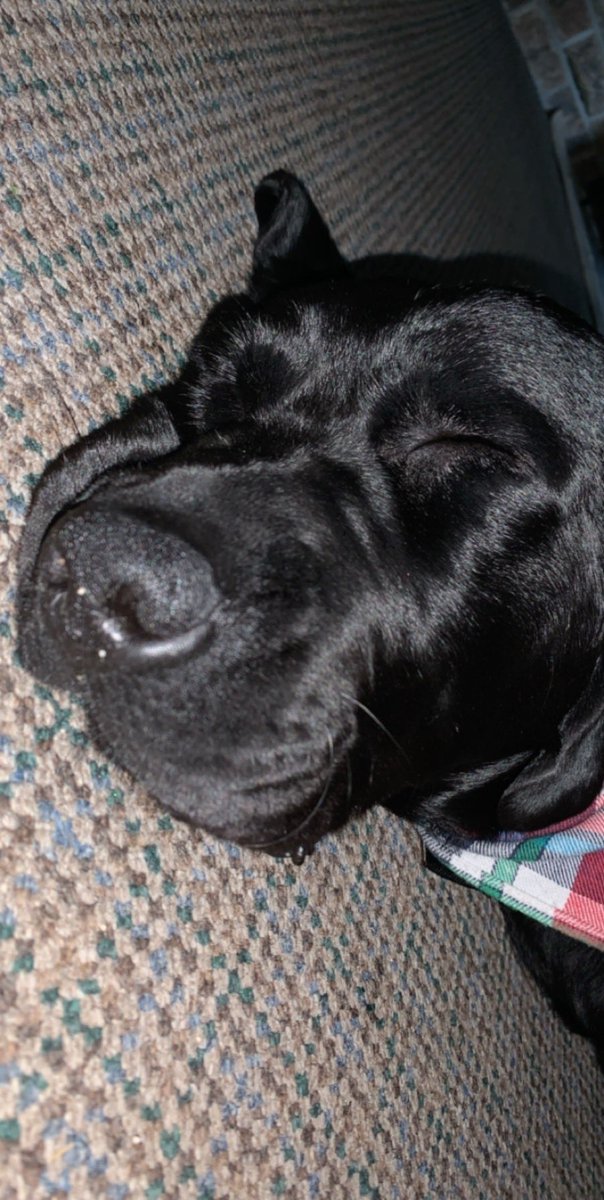 4paws_sitter's tweet photo. good snoozle after many cookies were made https://t.co/Y2Kbv4Oo4L