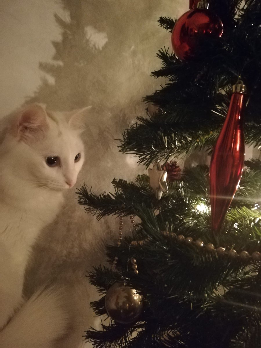 José J. (Pepe) 👨🏻💻🔬🏍 🏍️ 🚲 🚲 🛹 tweet media