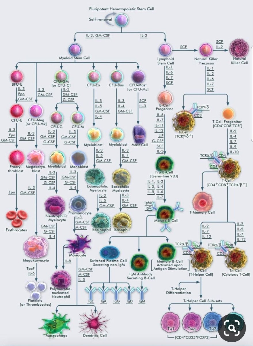 lab_phot's tweet image. "Hematopoiesis "
 صورتان توضحا كيف تصنيع خلايا الدم ،،،
بطريقة مبسطة جدا اااااا