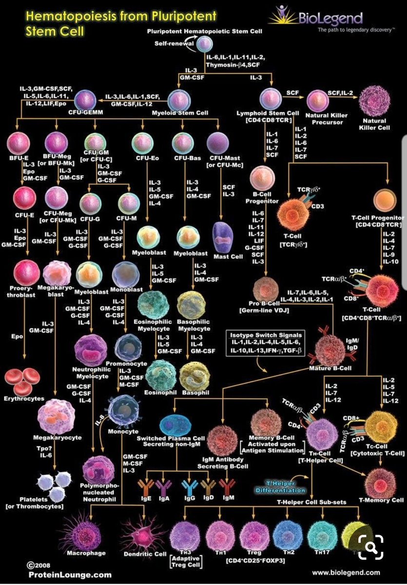 lab_phot's tweet image. "Hematopoiesis "
 صورتان توضحا كيف تصنيع خلايا الدم ،،،
بطريقة مبسطة جدا اااااا