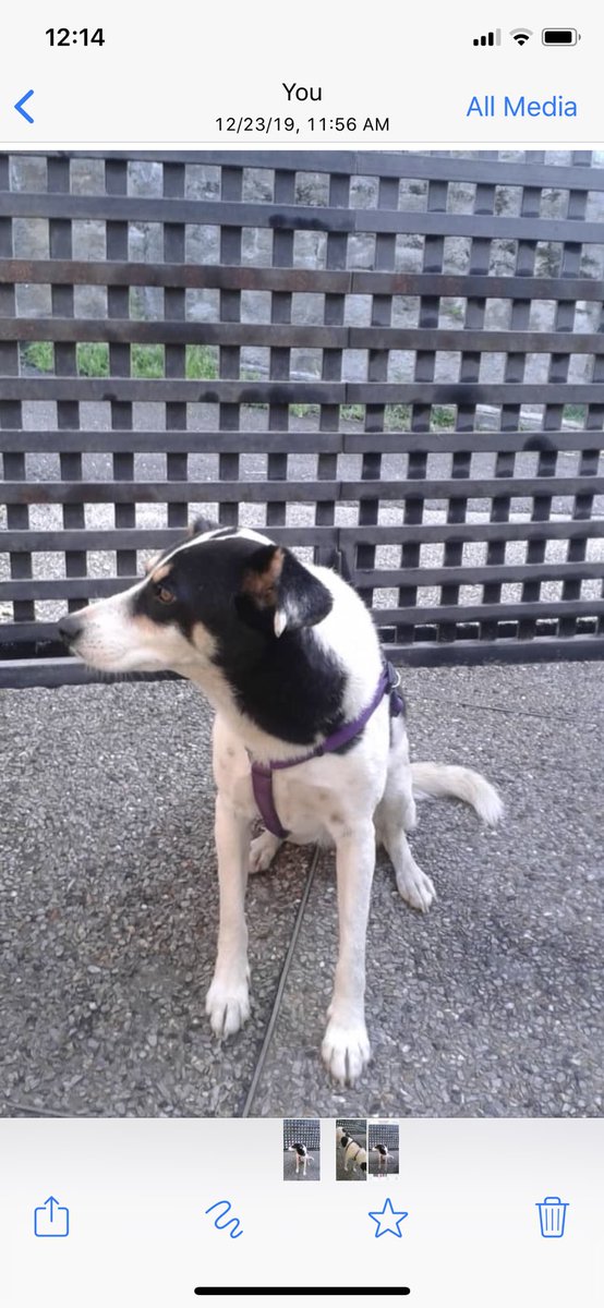 PerroUsuario's tweet image. Reporta @DANIELESCALON11: Compañera de trabajo consiguió a ésta perrita en Oripoto. Agradeceríamos el apoyo en difundir la noticia por si aparecen los dueños y esperando que no haya sido abandonada