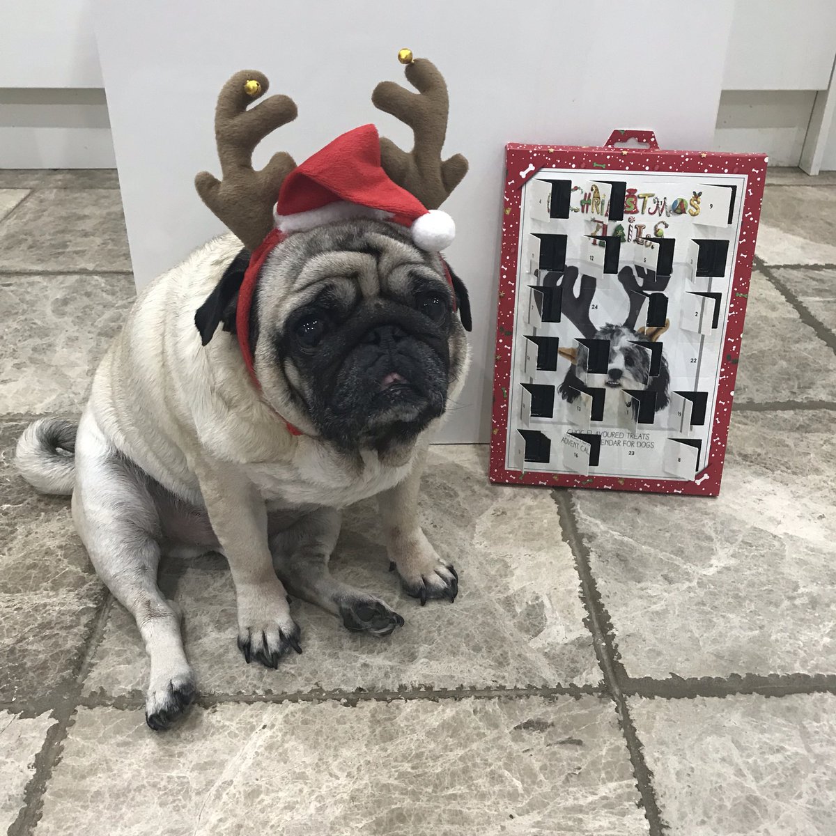 dougthepuguk's tweet photo. #adventcalendar time! Day 20 xXx πΆπΎπ #christmas #pug #pugs #pugsnotdrugs #pugsandkisses #pughugs #adventcalendar2019 #dog #costume #cutie #cute #dogchocolate #dogcalendar #dougthepuguk #puglife #christmassweater #fatherchristmas #santa #santahat #santapaws #reindeer #santapug https://t.co/HtrUUgRguC