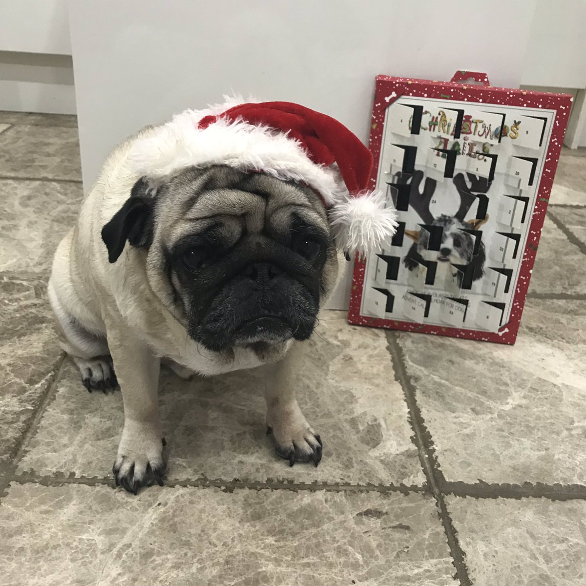 dougthepuguk's tweet photo. #adventcalendar time! Day 23 xXx πΆπΎπ #christmas #pug #pugs #pugsnotdrugs #pugsandkisses #pughugs #adventcalendar2019 #dog #costume #cutie #cute #dogchocolate #dogcalendar #dougthepuguk #puglife #christmassweater #fatherchristmas #santa #santahat #xmas #santapaws #santapug #elf https://t.co/2MGz3ROAUY