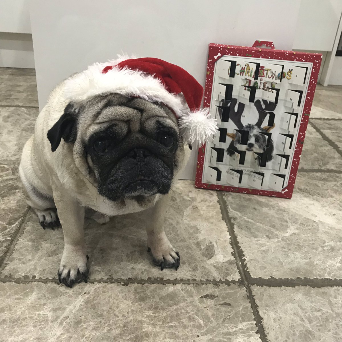 dougthepuguk's tweet photo. #adventcalendar time! Day 23 xXx πΆπΎπ #christmas #pug #pugs #pugsnotdrugs #pugsandkisses #pughugs #adventcalendar2019 #dog #costume #cutie #cute #dogchocolate #dogcalendar #dougthepuguk #puglife #christmassweater #fatherchristmas #santa #santahat #xmas #santapaws #santapug #elf https://t.co/2MGz3ROAUY