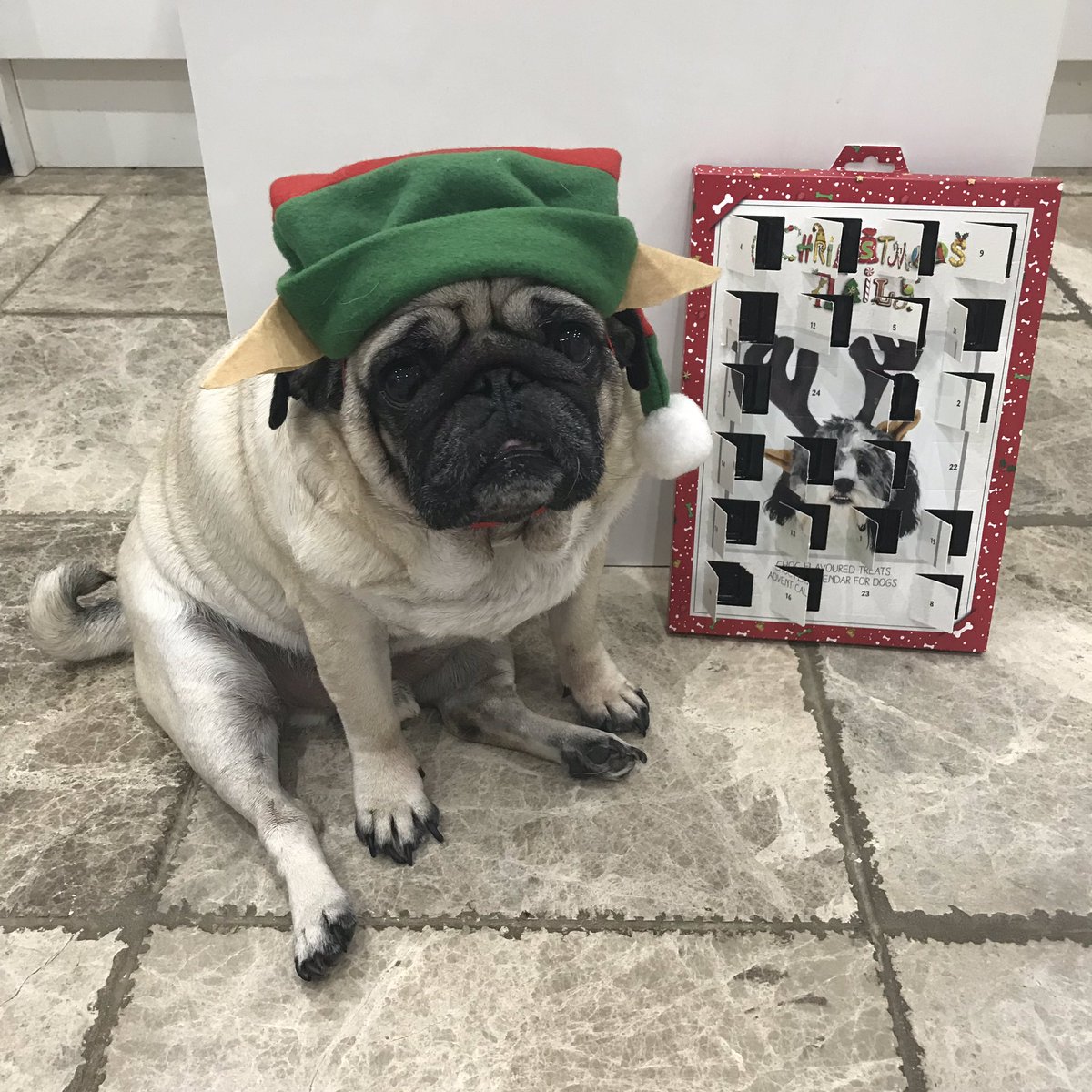 dougthepuguk's tweet photo. #adventcalendar time! Day 21 xXx πΆπΎπ #christmas #pug #pugs #pugsnotdrugs #pugsandkisses #pughugs #adventcalendar2019 #dog #costume #cutie #cute #dogchocolate #dogcalendar #dougthepuguk #puglife #fatherchristmas #santa #santahat #xmas #santapaws #reindeer #santapug #elf https://t.co/mJkIgEXl1g