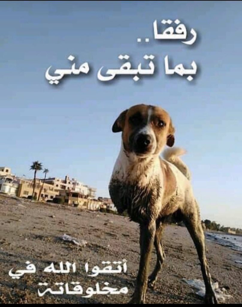 ShereenReda tweet picture