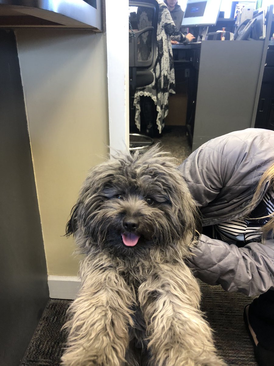 hayleecase15's tweet photo. @joeimel found the sweetest dog! 810 Lain Ave at US Bank! Please call or text 270-791-9359 if this is your baby! https://t.co/hPdxkI0Hov