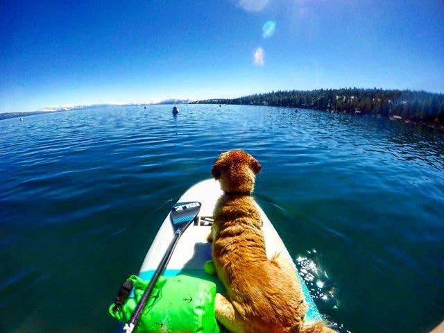 isleboards's tweet photo. 2020 is the year for adventure! 🌊 Your sup pup is ready for some rad exploration you both will never forget 🤙

Save $100 on SUP's here: https://t.co/igiBs70YqK https://t.co/xnnJRK5w6e