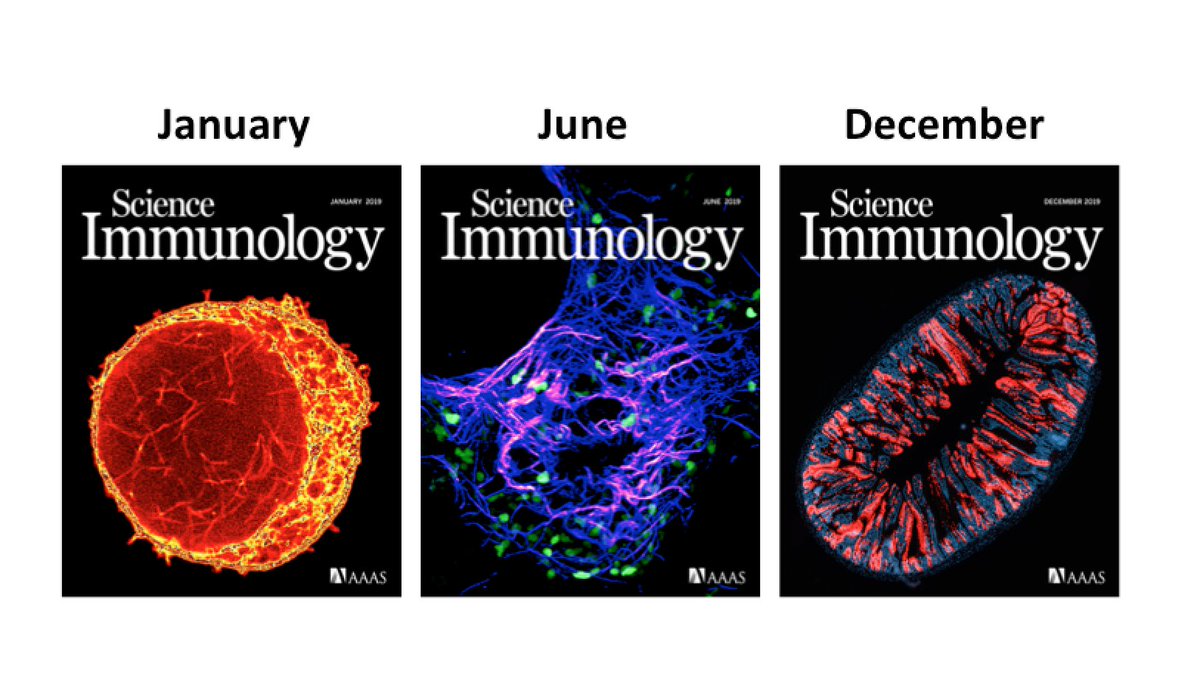 SciImmunology's tweet image. Congratulations to 3 finalists in 2019 #CoveroftheYear contest. All 3 images contributed by @SciImmunology authors. Vote for your favorite in our grand finale 7-day poll. Feel free to retweet this post to encourage wide participation. Poll ballot is in 2nd tweet in this thread.