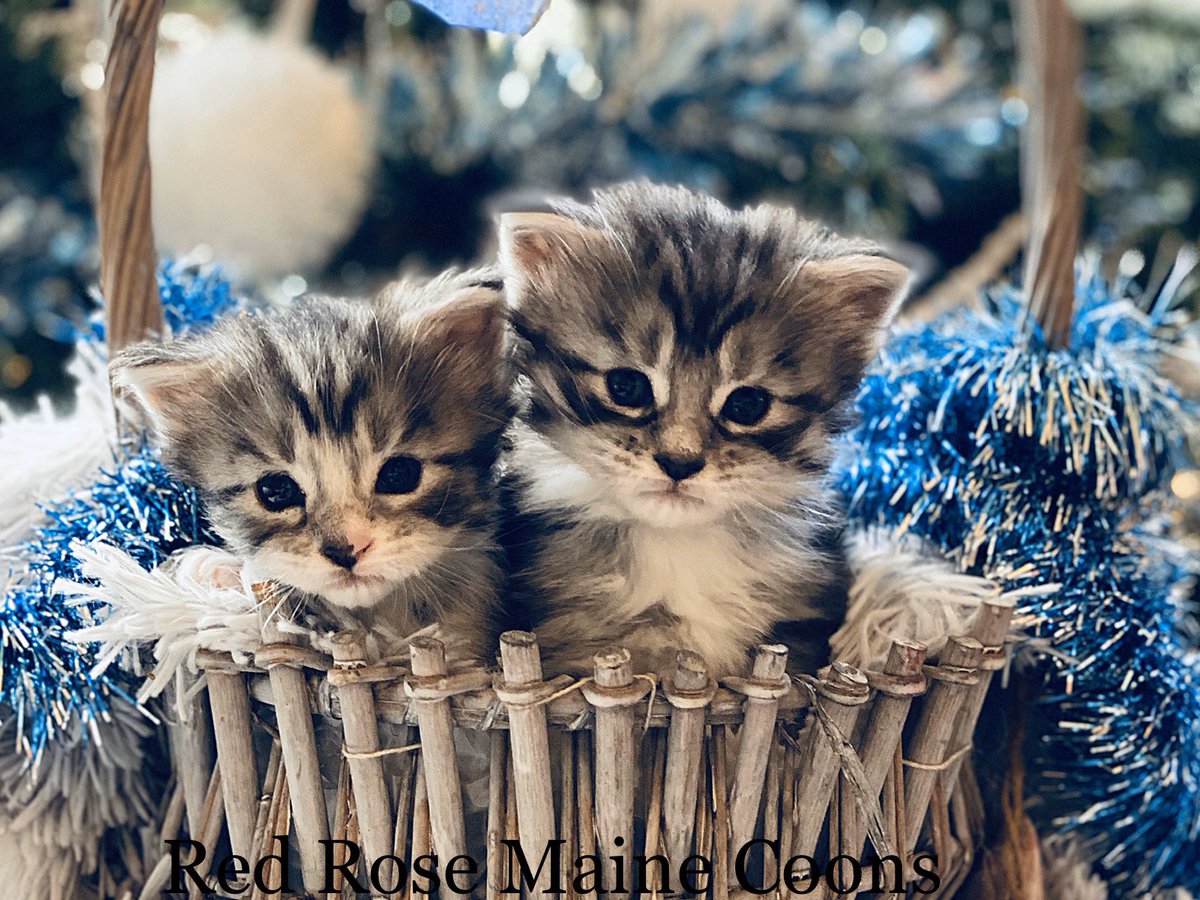 RedRoseCats's tweet photo. Merry Christmas from us all at Red Rose Maine Coons #CatsOfTwitter #ChristmasEveEve #mainecoon https://t.co/dcOasyzu2H