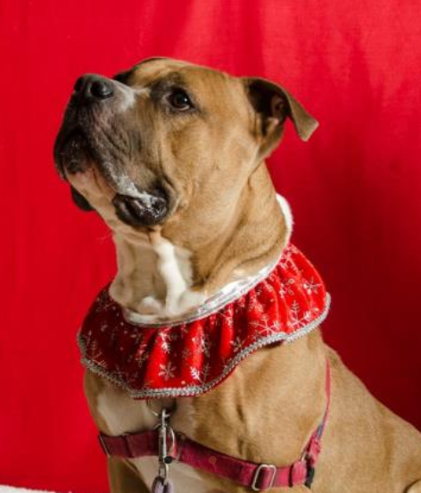 OhRyanMead's tweet photo. Dear Clergy members -
It's almost Kakkomas and I'd like find a special someone a new home.
This is Hondo, we've been following him for a few months now and he still hasn't found a forever home.
Can we work together to make that happen?
Praise beππ
https://t.co/Xx45JVijYu https://t.co/x5ICC8YAPc