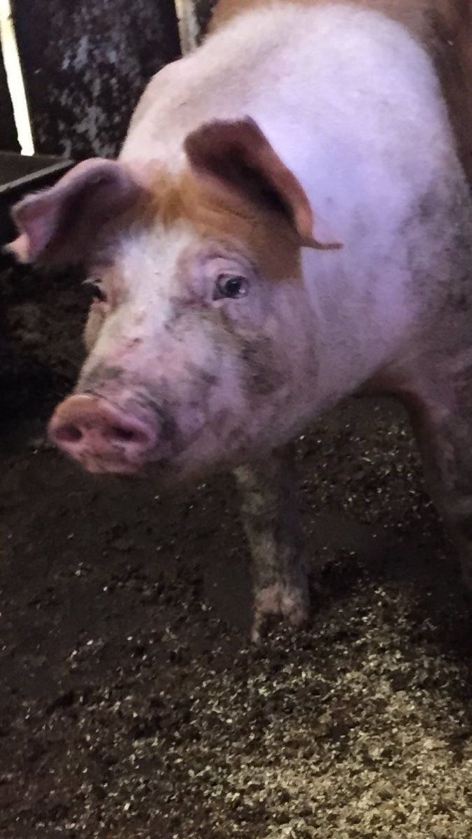 PiggysPalace's tweet photo. We hebben sinds vandaag een "nieuwe zoekbeer" #timmyboy. De "dames" zijn er nieuwsgierig naar. 😉 https://t.co/Hl3vId3l3b