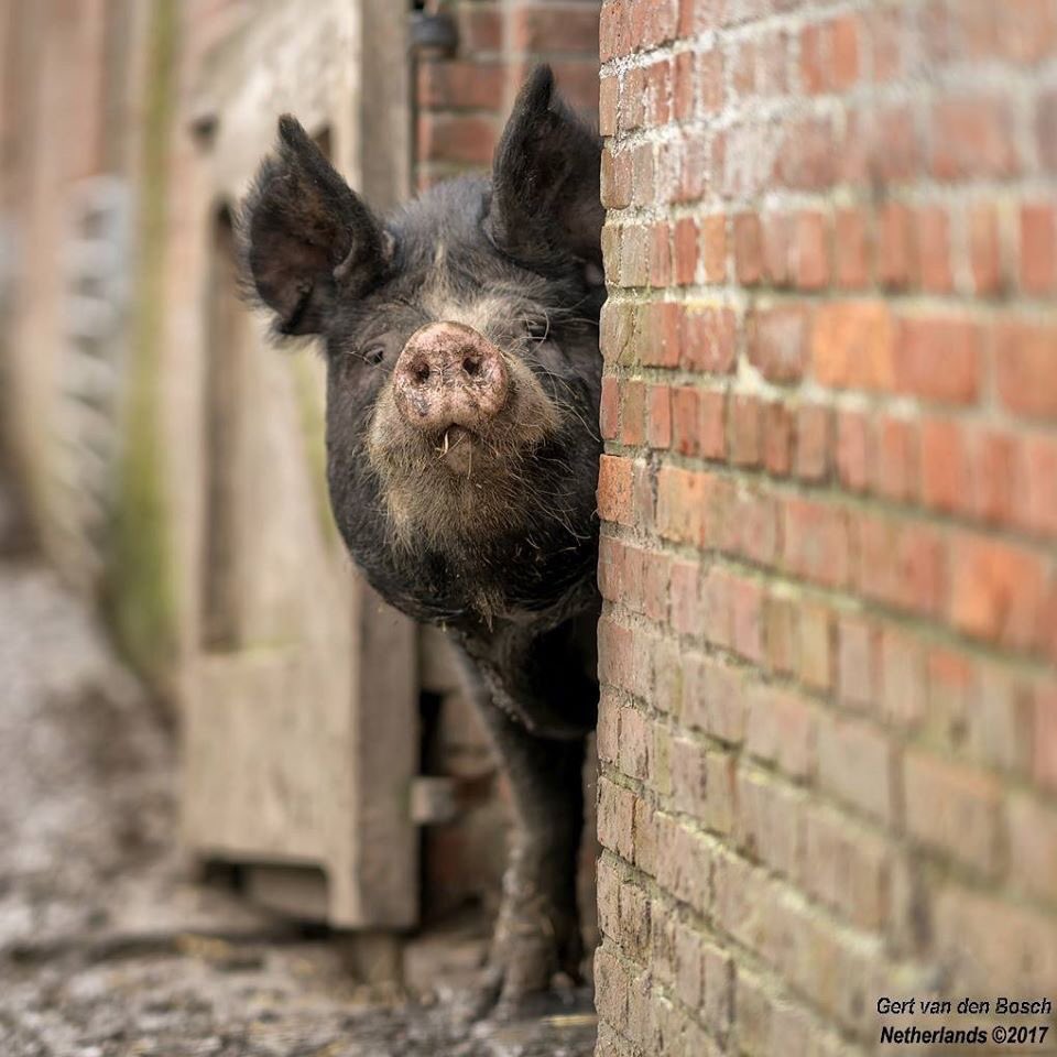 PiggysPalace's tweet photo. We hebben sinds vandaag een "nieuwe zoekbeer" #timmyboy. De "dames" zijn er nieuwsgierig naar. 😉 https://t.co/Hl3vId3l3b