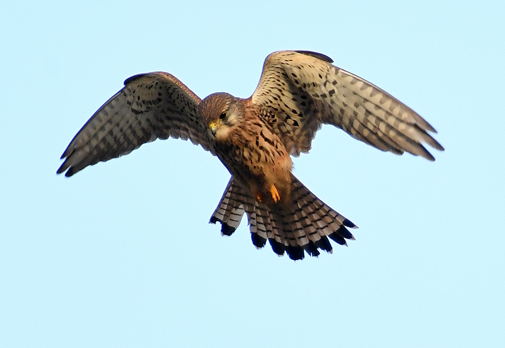 andyjonesfoto1's tweet photo. 'Wind Hover', Kestrel, Longshaw, Peak District, Sheffield - 23rd Dec 2019. @Natures_Voice @peakdistrict @PeakDistrictNT #NTLongshaw #Sheffield #peakdistrict https://t.co/6Xmnu72ts1