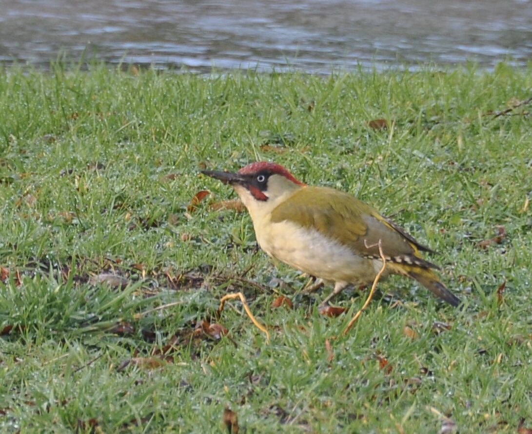 JulianWardlaw's tweet photo. Muddy beak for this #GreenWoodpecker in very wet #PiddleValley #Dorset. Ants pushed to the surface by rising groundwater led to a feast for this one by the side of #RiverPiddle. @DorsetWildlife @harbourbirds @Natures_Voice @RSPBSouthWest https://t.co/YseKfY5AkT
