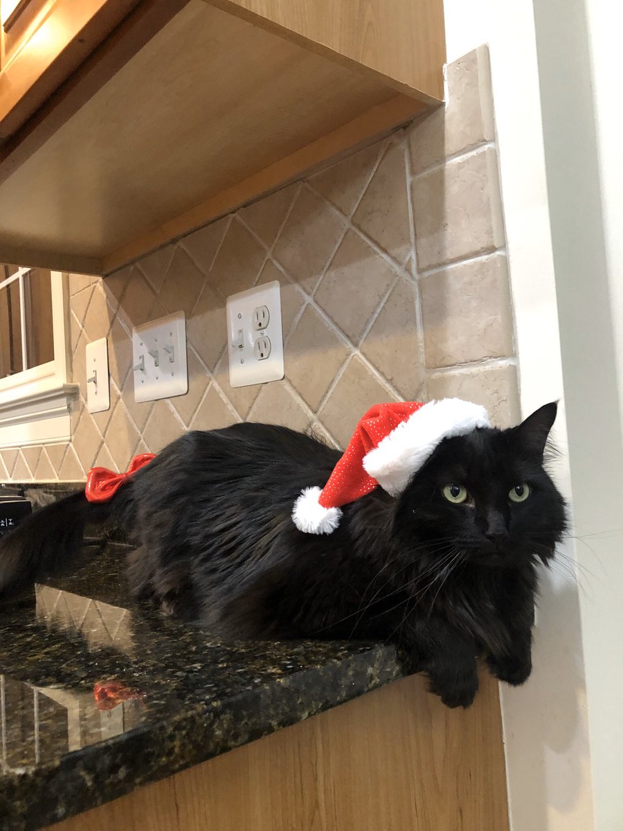 ginkgojiang's tweet photo. happi pawlidays meow!!!! https://t.co/5VDhkYSdx1