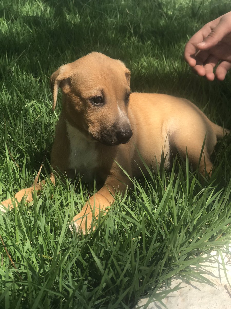 dibeapmf's tweet photo. Aqui na DIBEA tem 5 bebezinhos esperando uma família que acolha e ame eles nesse fim de ano 💕🐶 https://t.co/xgdLKiOcuA