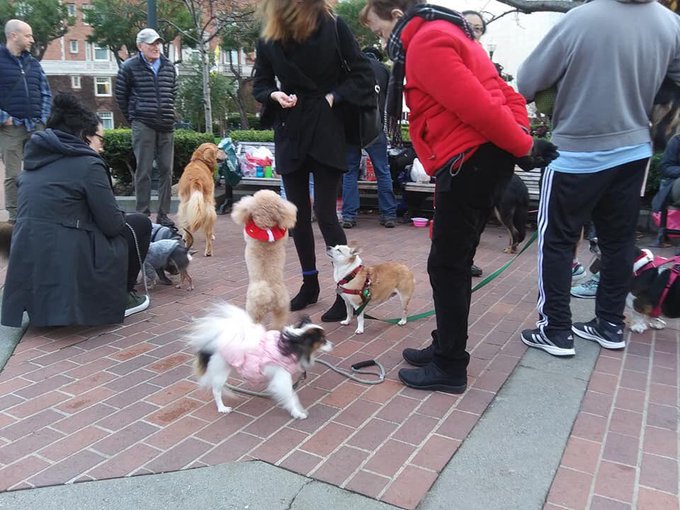 SanFranTech's tweet photo. RT @CHANNINGPOSTERS Yesterday’s Christmas Party at the dog park on #NobHill. The cutie in the middle is Matilda, the sweet three-legged chihuahua! #HuntingtonPark #SanFrancisco https://t.co/IuOg97HBju