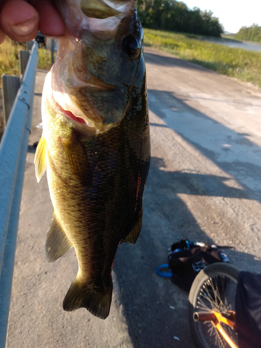 KnowlsWesley's tweet image. 1 pound bass ya I'm lip ripen