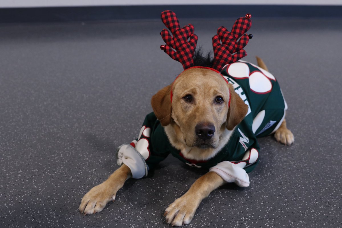 mnwildpup tweet picture