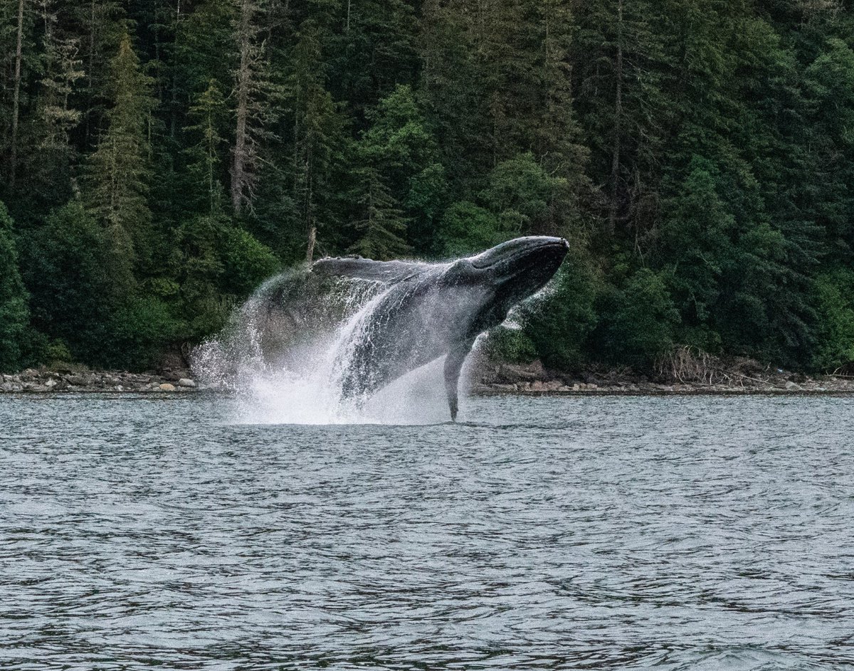 Alaska Region Akforestservice Twitter