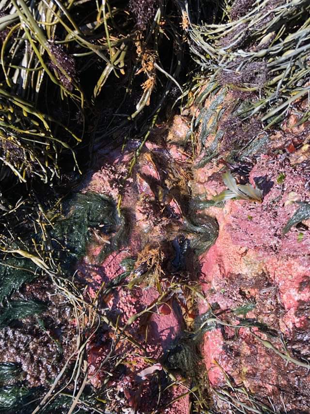 Pulling back the #rockweed reveals a wide diversity of marine algae and invertebrates. Can you see the horse mussels covered in red encrusting algae? #bayoffundy #rockyshore #pointprim #digbyrocks