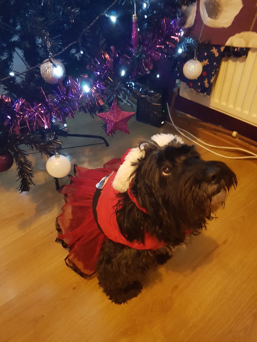 CarolLyman's tweet photo. #bigchristmasblowout2019 my Mrs Claus Millie in her new Santa dress and hat x cazakins https://t.co/9nKb3WwqYq