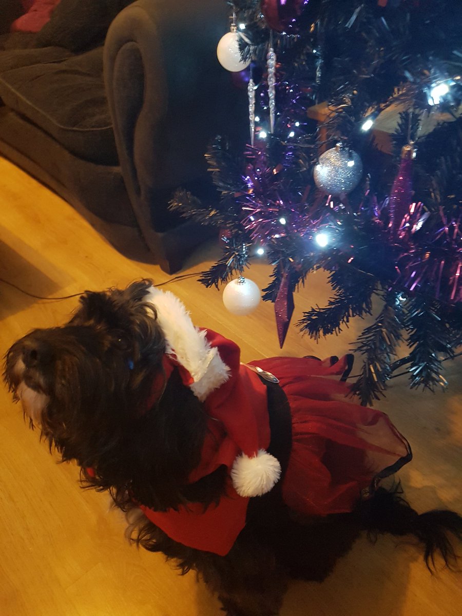 CarolLyman's tweet photo. #bigchristmasblowout2019 my Mrs Claus Millie in her new Santa dress and hat x cazakins https://t.co/9nKb3WwqYq