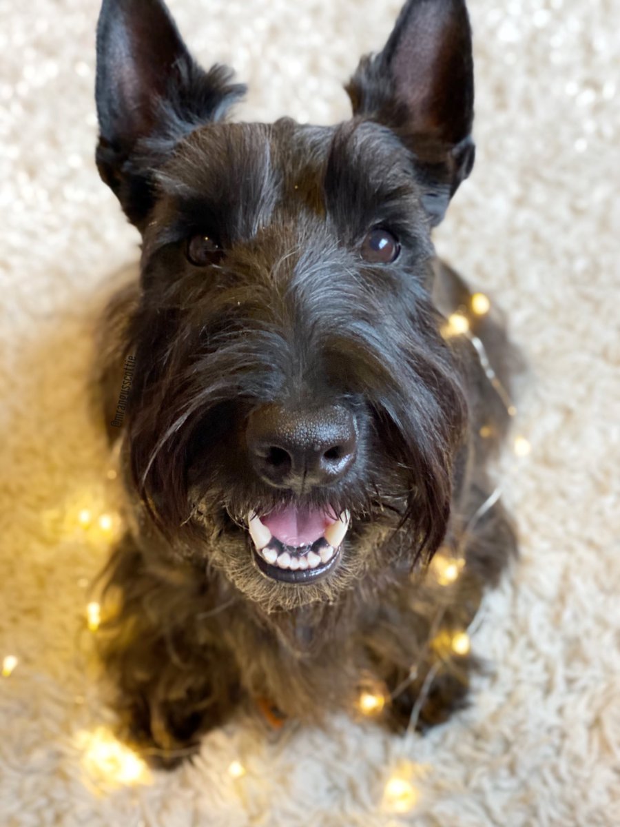 mrangusscottie's tweet image. I feel like a Christmas tree whenever you are around me, because you make me light up!
#fairylights #itsalmostchristmas