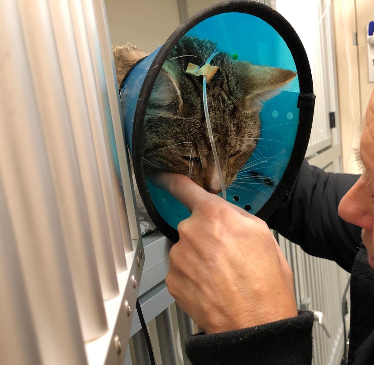 Pablo and Nori 🤍 RIP Ollie 💫 💔 tweet media