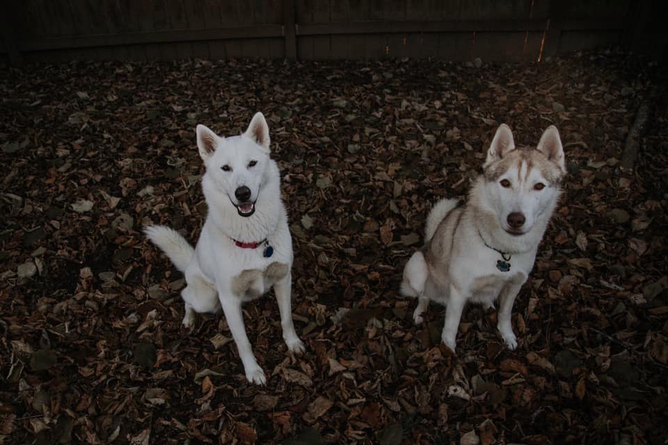 Bloomhomesrvcs's tweet photo. Luna & Pheonix here to put a smile on your face this Holiday week! These two gorgeous doggos are our featured pets of the week! Big thanks to Brittney for sharing ❤️❤️
#FeaturedPet #Dogoftheweek #bloompets https://t.co/aOAlOkTukk