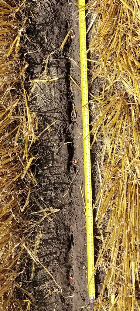 Santiguazzelli's tweet photo. Siembra ensayo #maíz de segunda sobre #cebada. 
@TandiliaReg generación de conocimiento, 2 densidades 45 mil y 65 mil pl/ha, 2 ambientes loma y bajo. @javicimo @DonovanAgus #AgriculturaSiempreVerde
@DekalbArgentina
@NideraSemillas 
@PioneerSemillas 
@stinesemillas 
@Sem_Illinois https://t.co/AxpVqCtx0c