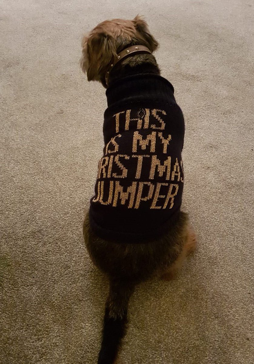 OwlertonStadium's tweet photo. Who's up for a bit of fun this eve? π
We LOVE a dog in a Christmas jumper... π π
Share your festive fur-baby pics with us!! ππΎ
#Sheffielddogs
#Christmasjumper
#Sheffieldissuper
#borderterrier https://t.co/UxU7lKfa4C