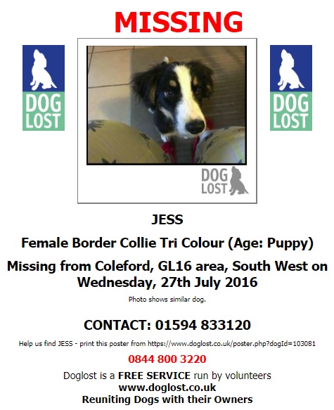 gelert01's tweet image. #ItsCollieMonday

The Month : July 
The year : 2016

#HelpBringThemHome 

#Jess

@SusieKenward @SummerBreezeUS @suzannevaliant3 @MarchPaw @PawsOutandAbout @SallysHelpPaws @PAWSIreland @FriendlyPawsPe1 @PcsharonPage @animal_forum @SNARLLondon @hularescue @GarstonRescue