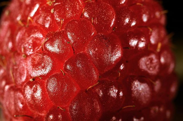 olawrencephoto's tweet photo. Playing around with lighting setups and a raspberry.  I am having so much fun playing around with macro lighting setups. I like that I am starting to get some smooth transitions. It gets a little more tricky at this scale. https://t.co/kp311ehgrN https://t.co/DuIRDUy6Pq