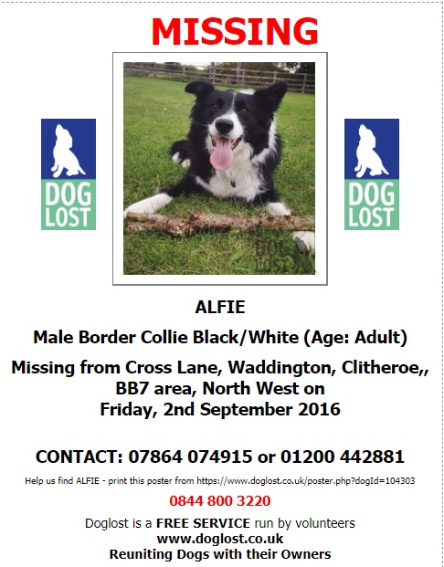 gelert01's tweet image. #ItsCollieMonday

The Month : September
The year : 2016

#HelpBringThemHome 

#Alfie #Bill 

@MarchPaw @PawsOutandAbout @SallysHelpPaws @aniaid999 @Lorrain90964806 @lorraineholt @lornsalexander @PcsharonPage @lostfoundkent @animal_forum @SNARLLondon @BarkologyPod @BarkNSqueakCom