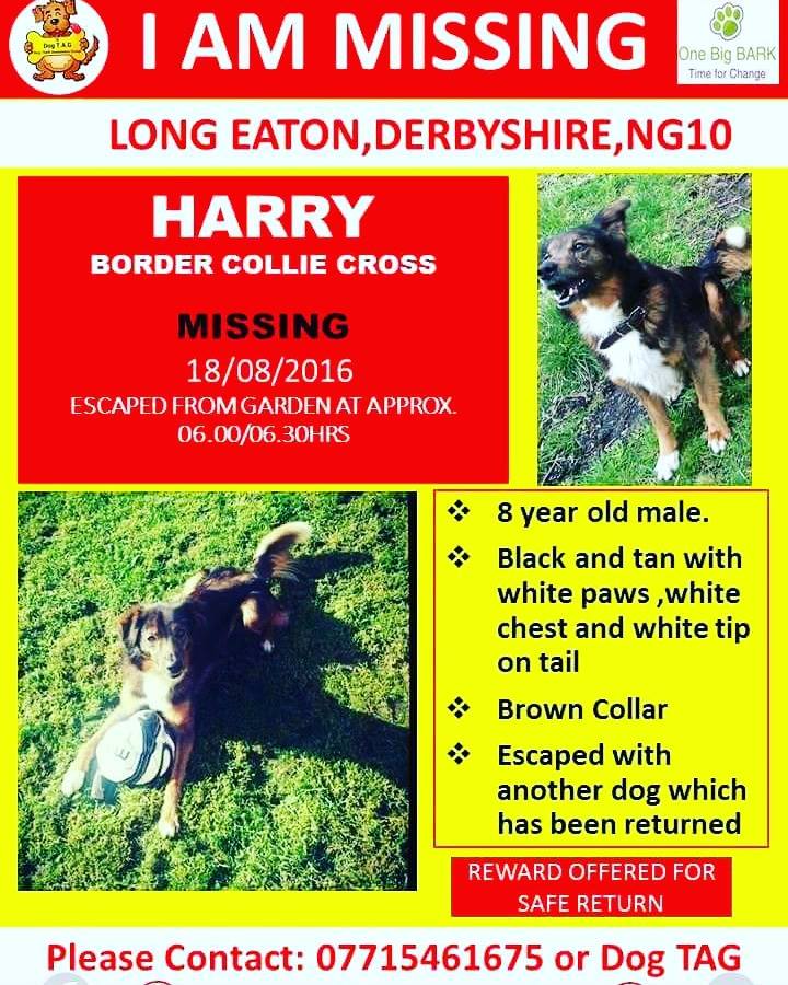 gelert01's tweet image. #ItsCollieMonday

The Month : August
The year : 2016

#HelpBringThemHome 

#Harry #Kelly 

@Lorrain90964806 @lorraineholt @lornsalexander @MarchPaw @PawsOutandAbout @SallysHelpPaws @PcsharonPage @animal_forum @Nkelly332 @SNARLLondon @BarkNSqueakCom @The_Bark @WoofWoof_TV @bs2510