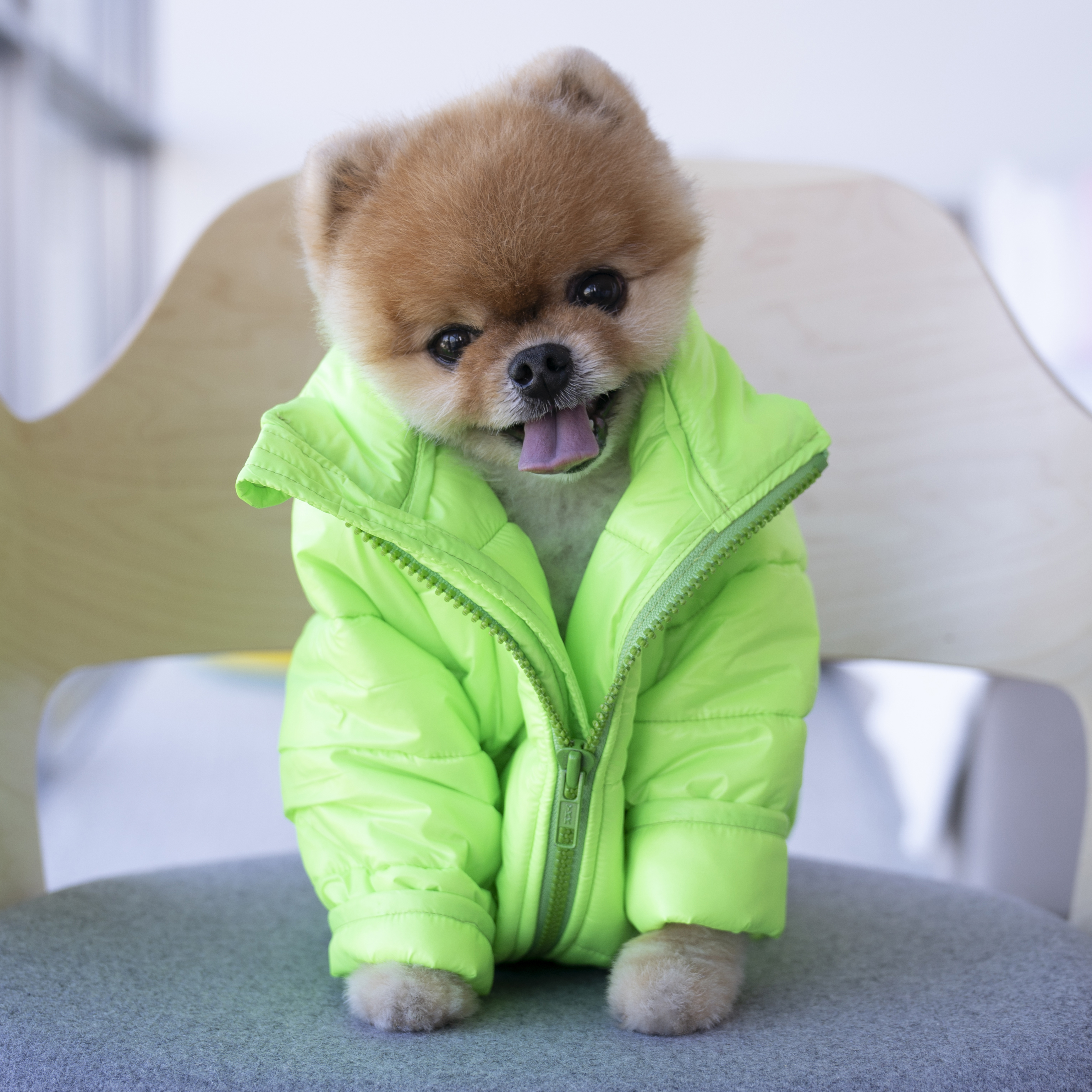 jiffpom (@jiffpom) /