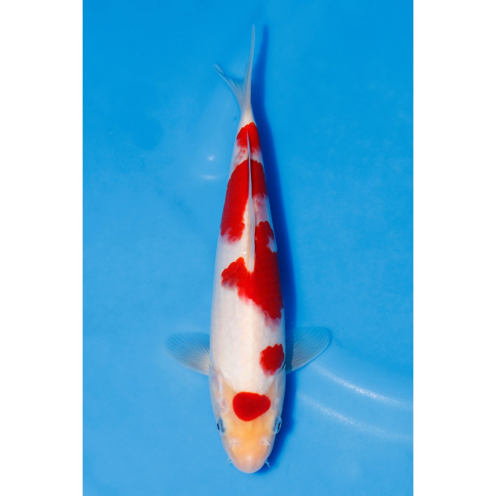 Ai Goromo – AucX28 quenikoiblog.co.uk/product/ai-gor…