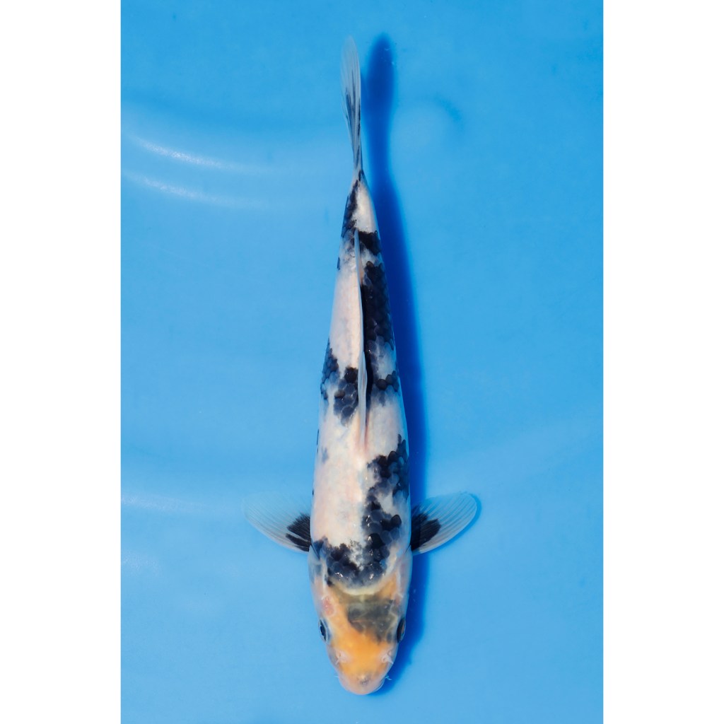 Shiro Utsuri – AucX37 quenikoiblog.co.uk/product/shiro-…