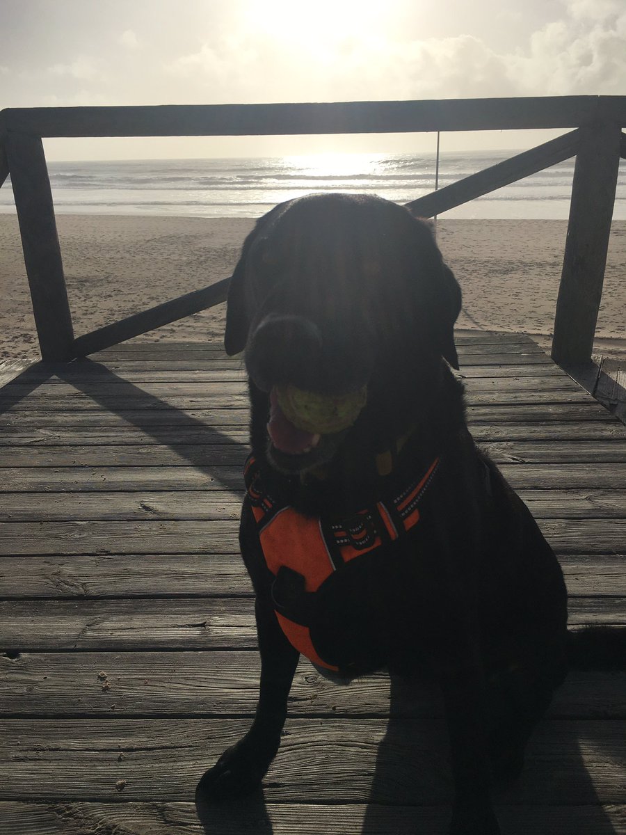 percythelabrad1's tweet photo. Was there not a #song about a boardwalk #boardwalk #beach #percythelabrador #spain #wintersun https://t.co/8PZ9a3m4D6