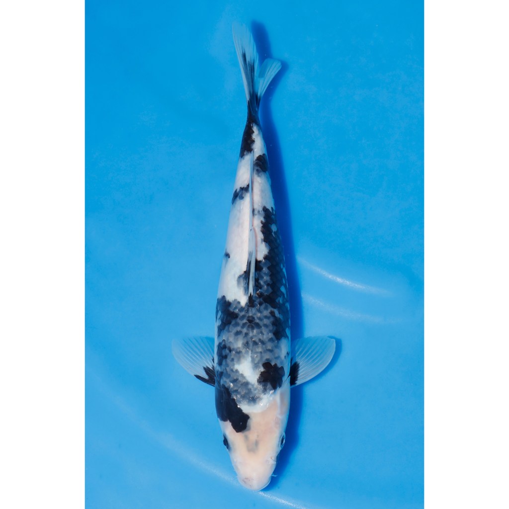 Shiro Utsuri – AucX32 quenikoiblog.co.uk/product/shiro-…