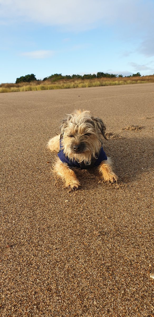 🐾💗Lady Bonnie Boo OBE💗🐾 tweet media