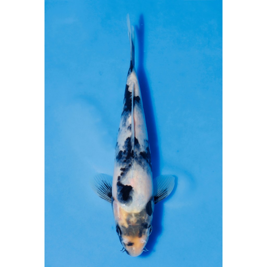 Shiro Utsuri – AucX35 quenikoiblog.co.uk/product/shiro-…