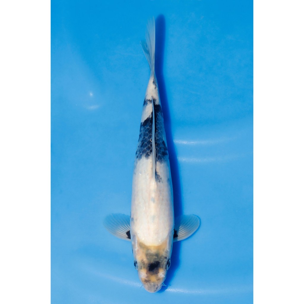 Shiro Utsuri – AucX39 quenikoiblog.co.uk/product/shiro-…